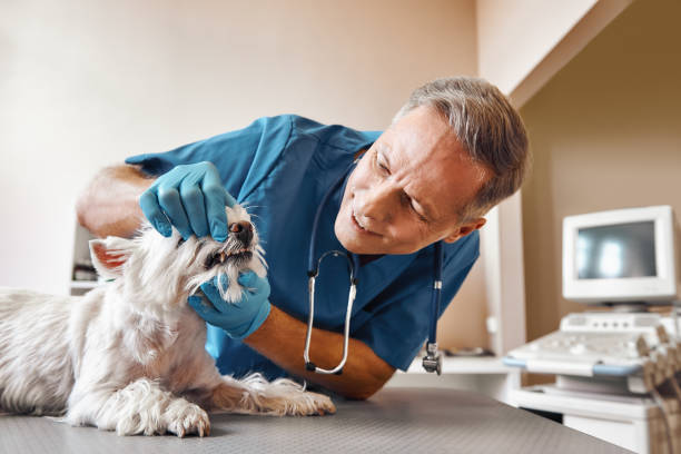 Best 24-Hour Emergency Dental Care in Hemlock, MI
